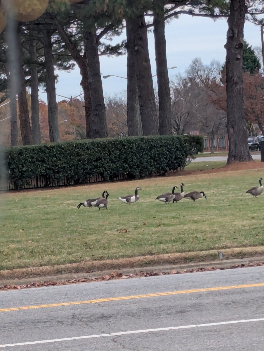 Domestic goose sp. x Canada Goose (hybrid) - ML646114860