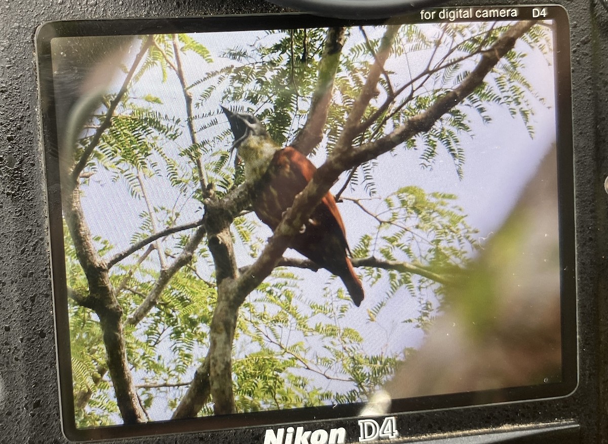 Three-wattled Bellbird - ML646114862