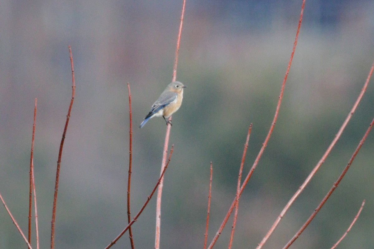 Eastern Bluebird - ML646114870