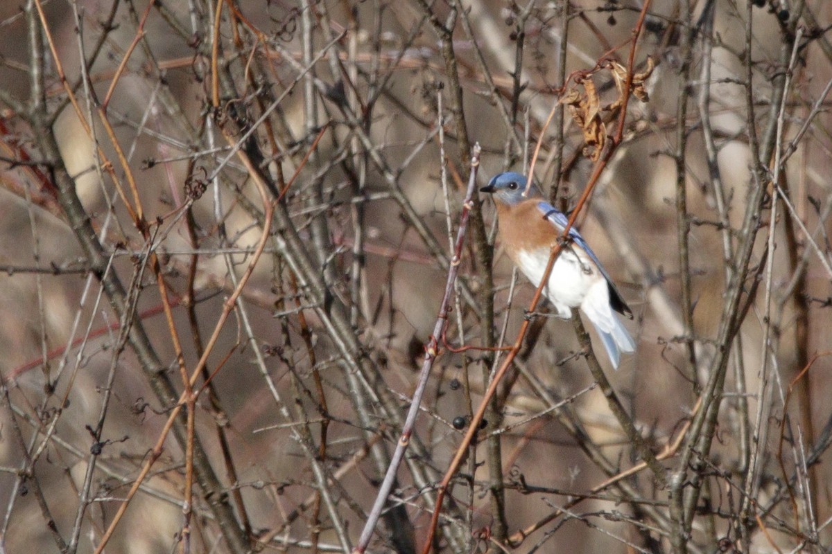 Eastern Bluebird - ML646114871