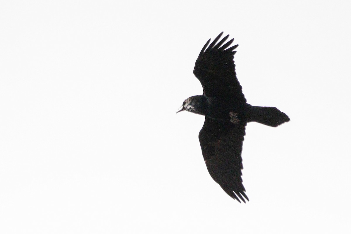 Common Raven - ML646114872