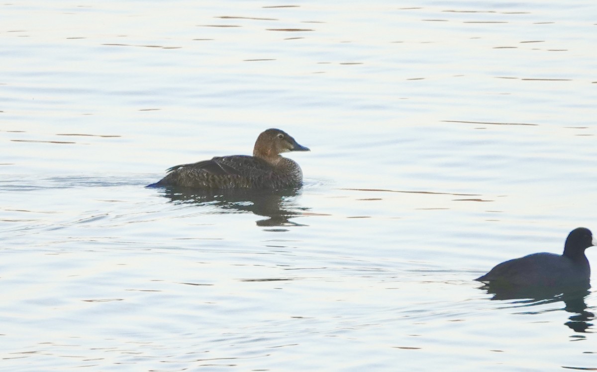 King Eider - ML646114874