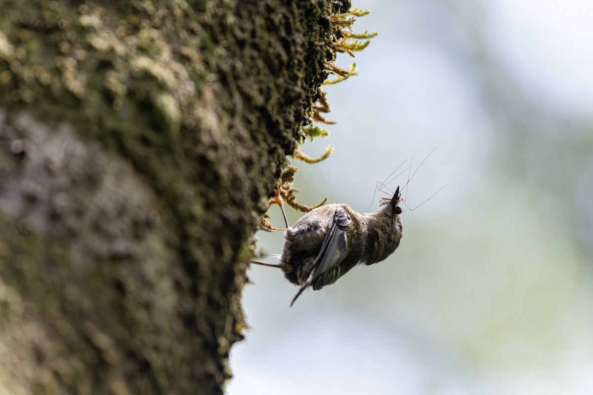 Goldcrest - ML646114876