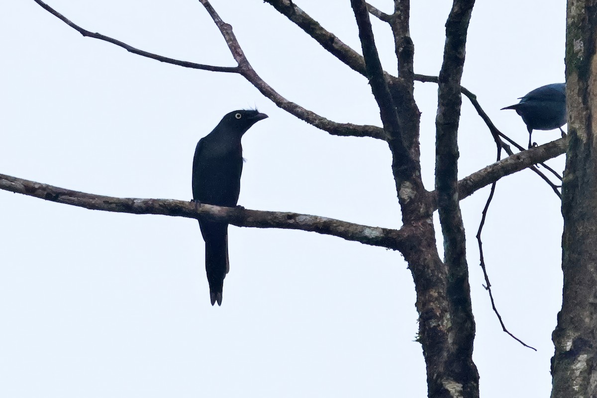 Yellow-eyed Starling - ML646114879