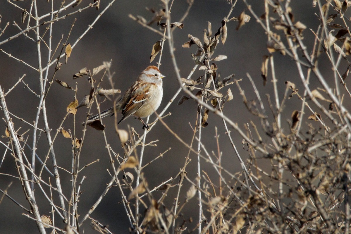 Пасовник північний - ML646114881