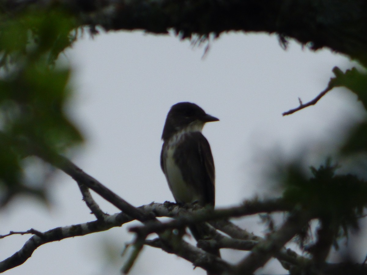Olive-sided Flycatcher - ML646114897