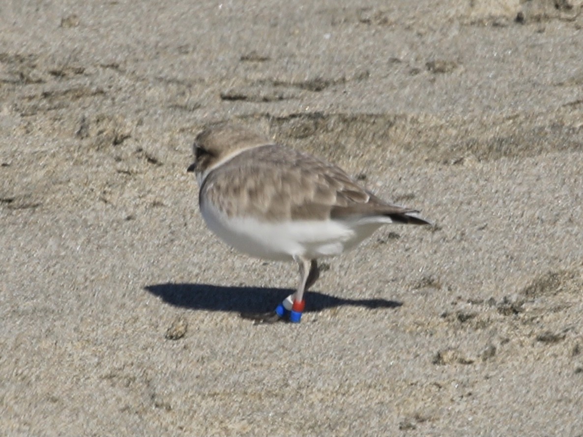 Snowy Plover - ML646114899