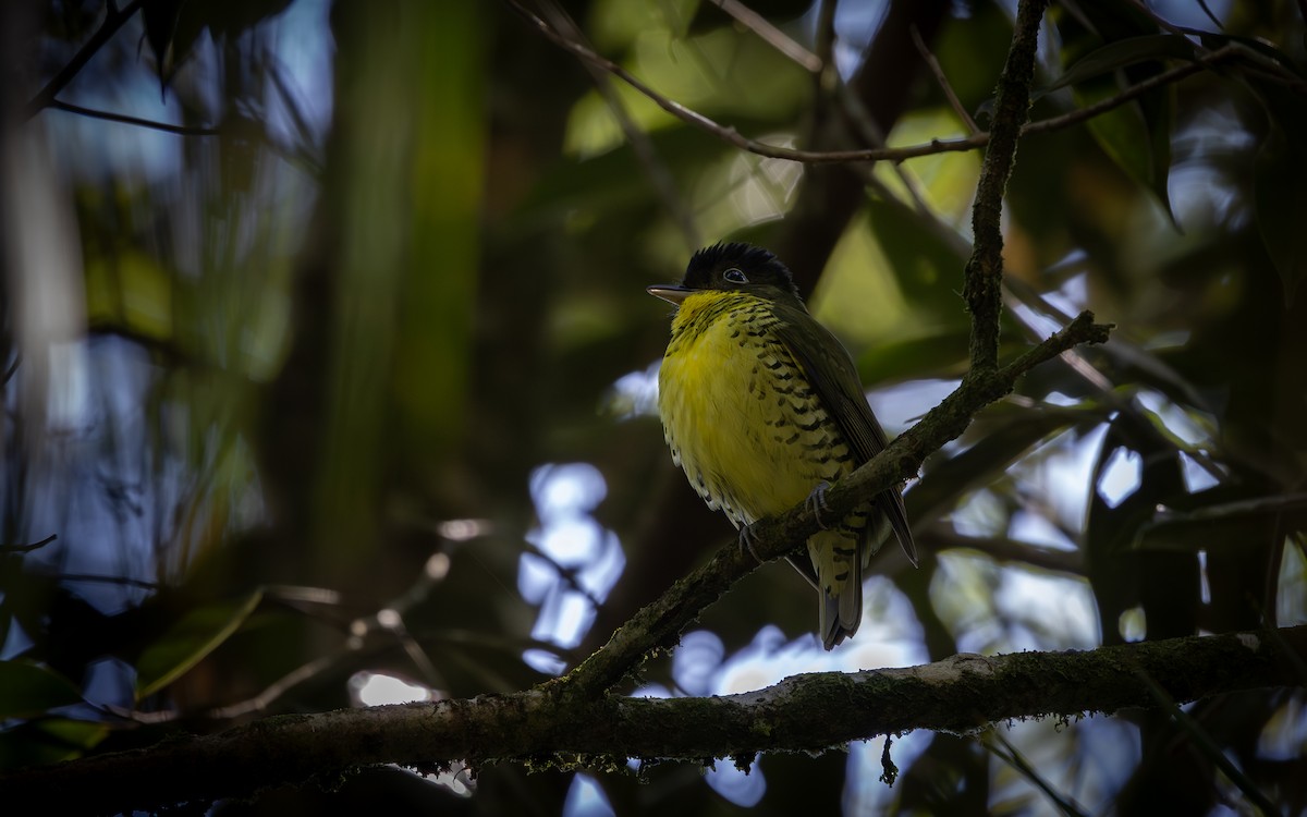 Brazilian Laniisoma - ML646114904