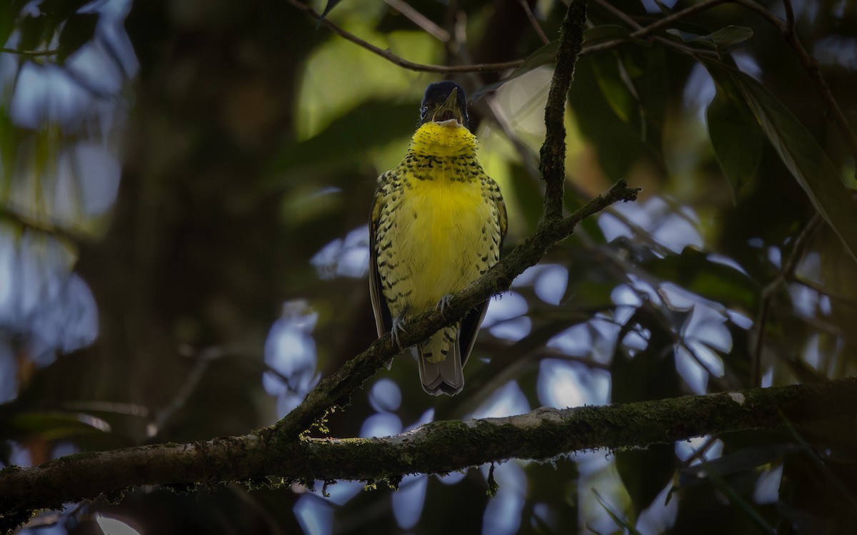 Brazilian Laniisoma - ML646114905