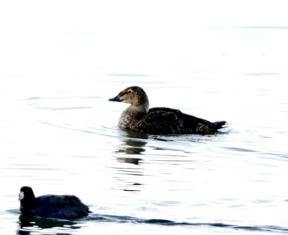 King Eider - ML646114906