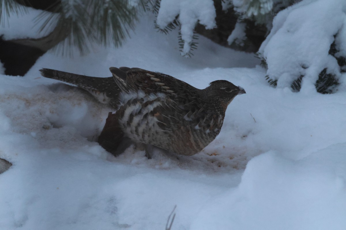 jeřábek kanadský - ML646114918