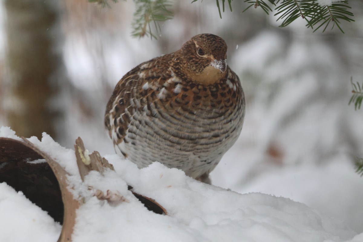 jeřábek kanadský - ML646114919