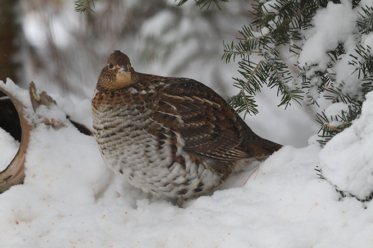 jeřábek kanadský - ML646114920