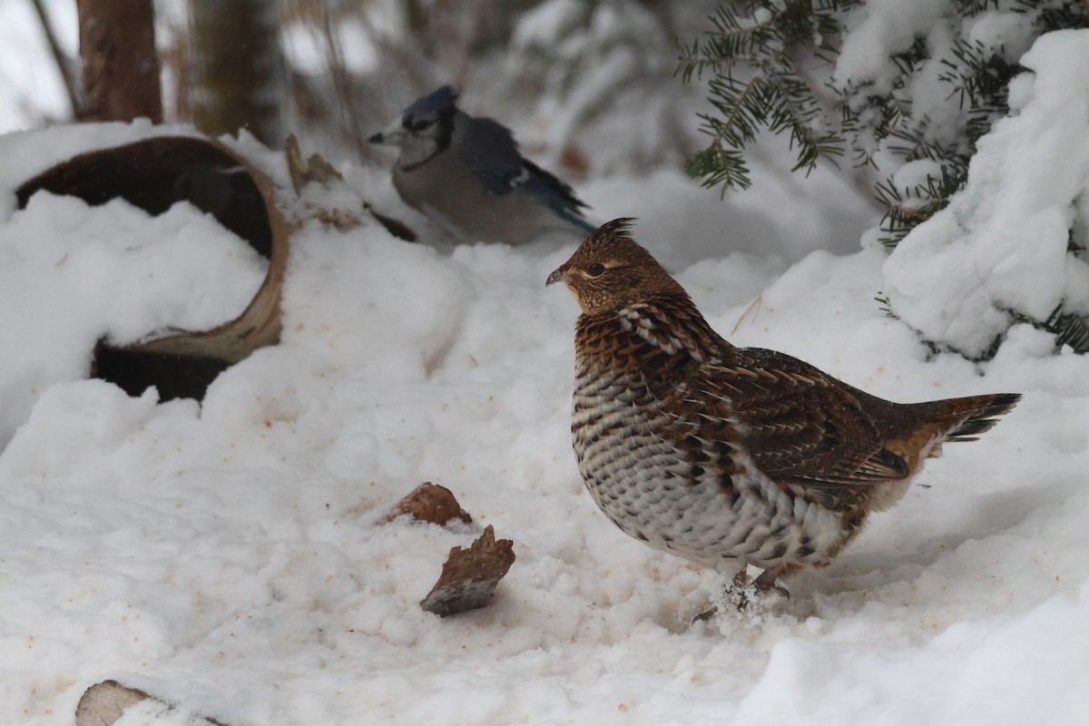 jeřábek kanadský - ML646114921