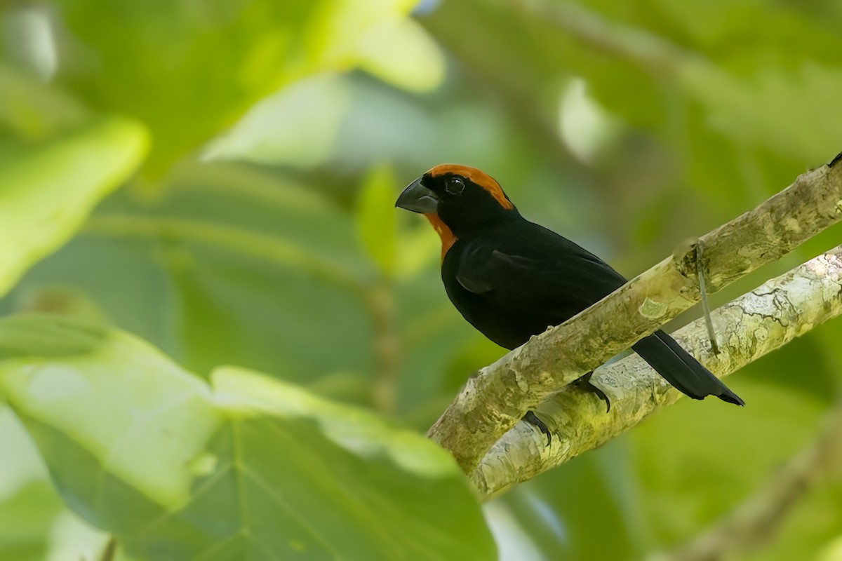 Puerto Rican Bullfinch - ML646114939