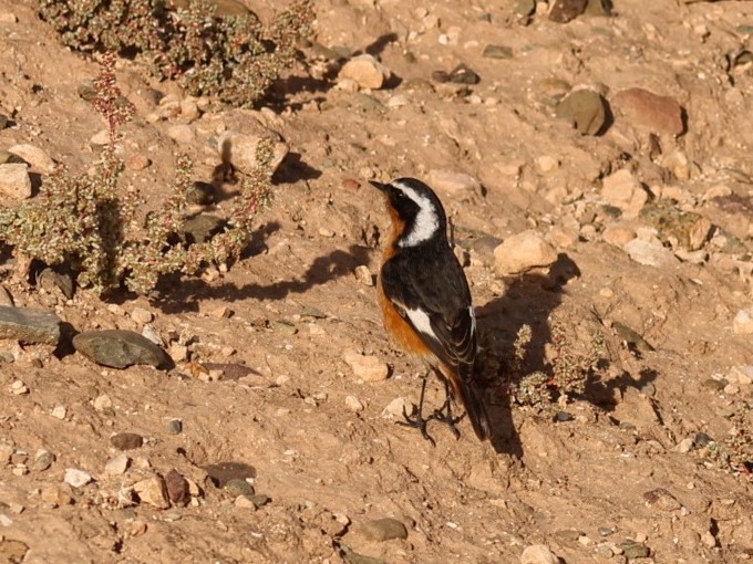 Moussier's Redstart - ML646114940