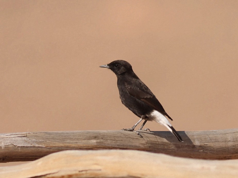 Black Wheatear - ML646114943