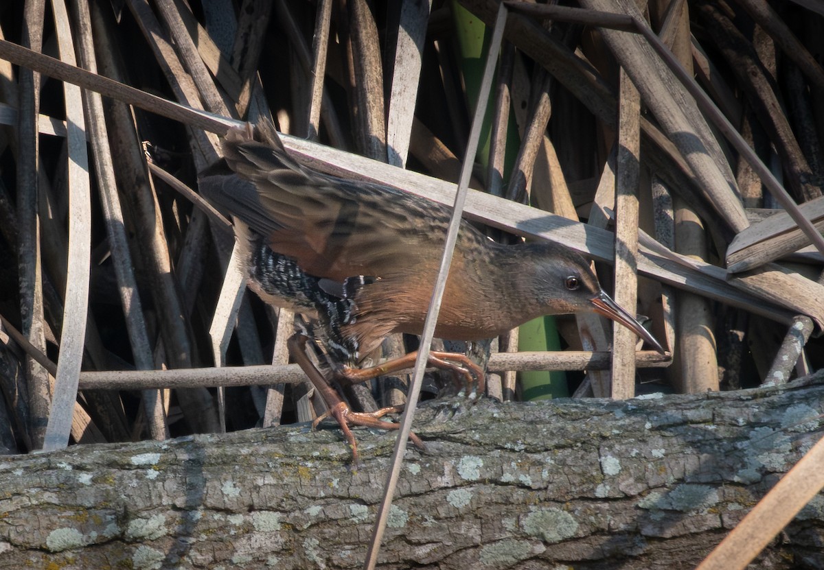 Пастушок віргінський - ML646114944