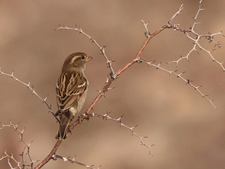House Sparrow - ML646114951