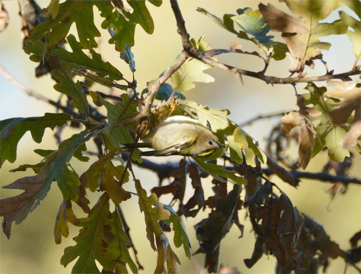 Goldcrest - ML646114954