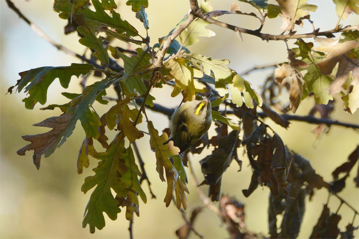Goldcrest - ML646114955