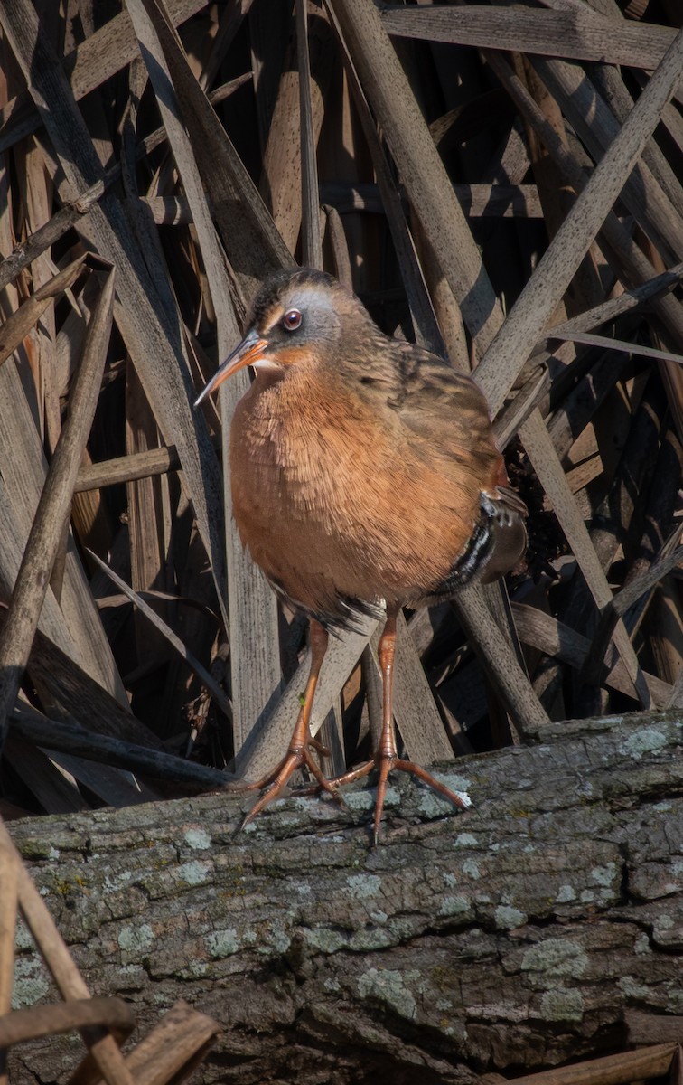 Пастушок віргінський - ML646114956