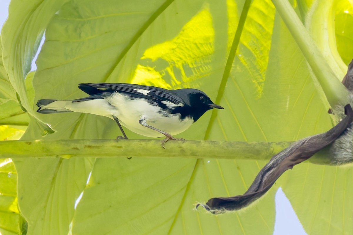 Black-throated Blue Warbler - ML646114958