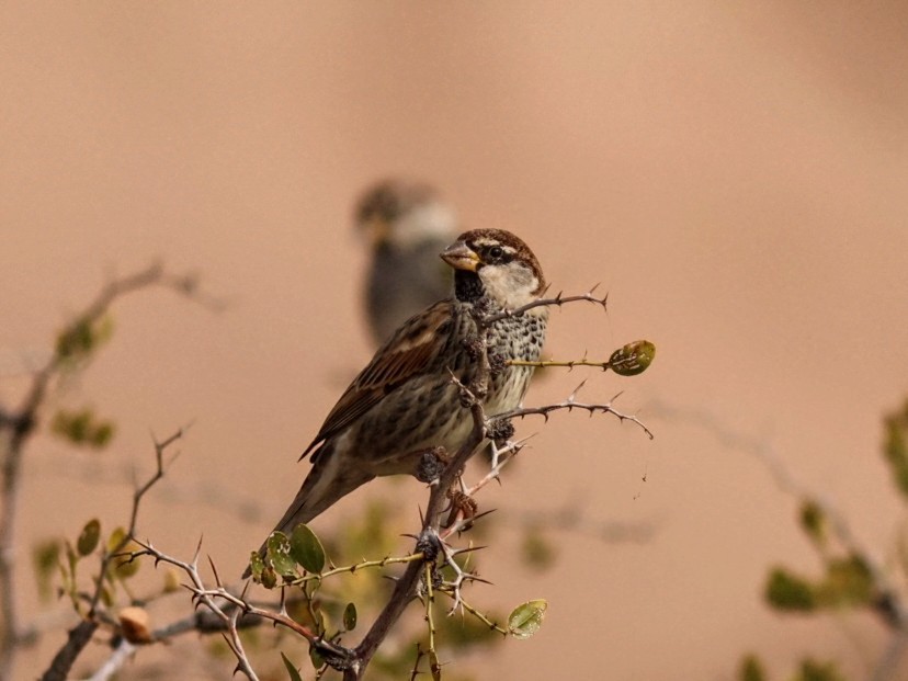 Spanish Sparrow - ML646114959