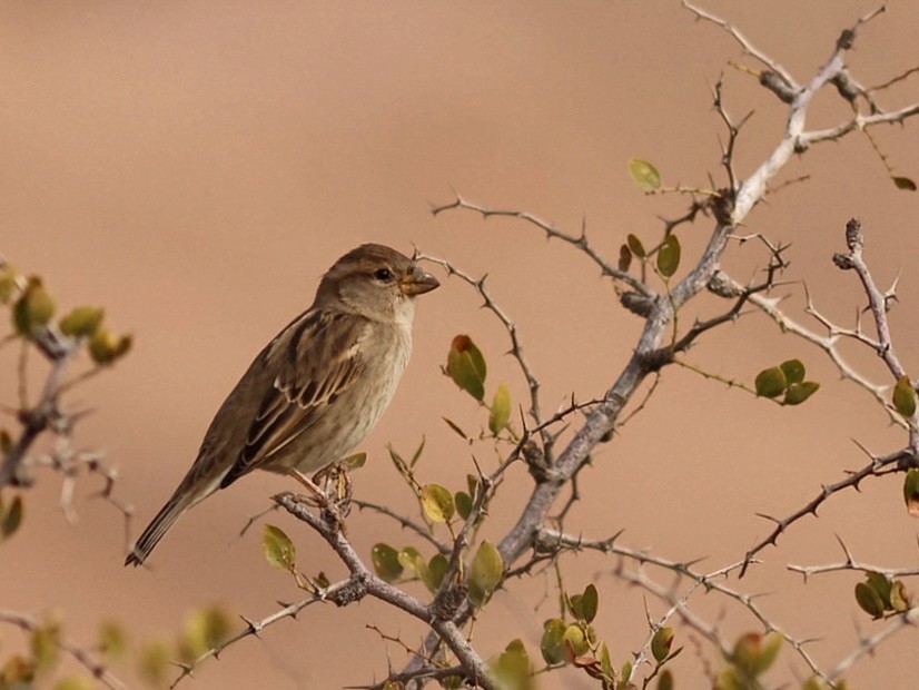 Spanish Sparrow - ML646114960