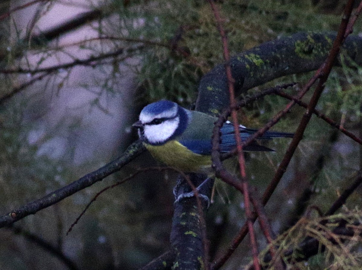 Eurasian Blue Tit - ML646114963