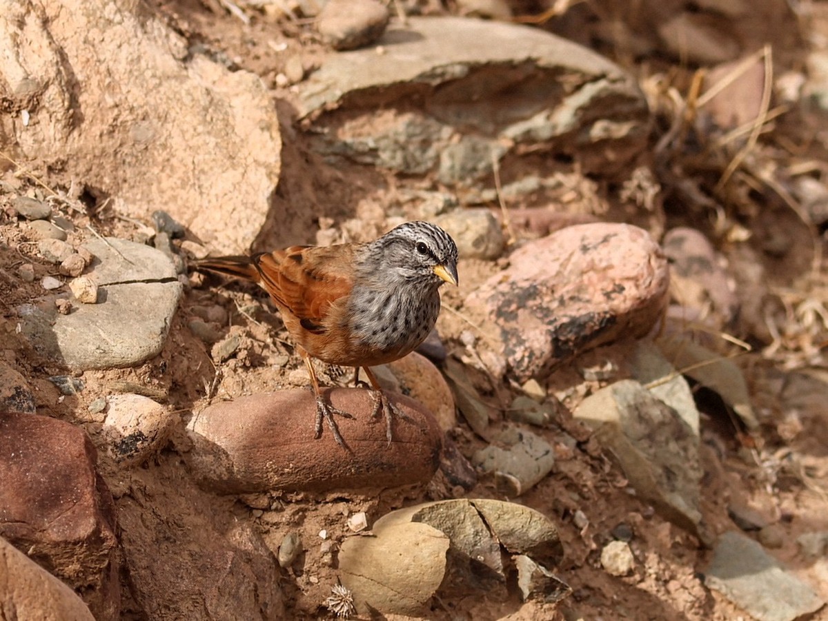 House Bunting - ML646114967