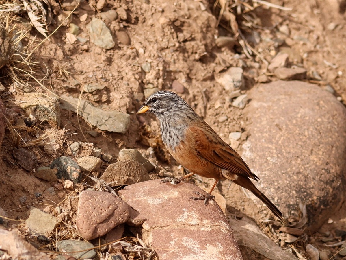 House Bunting - ML646114968