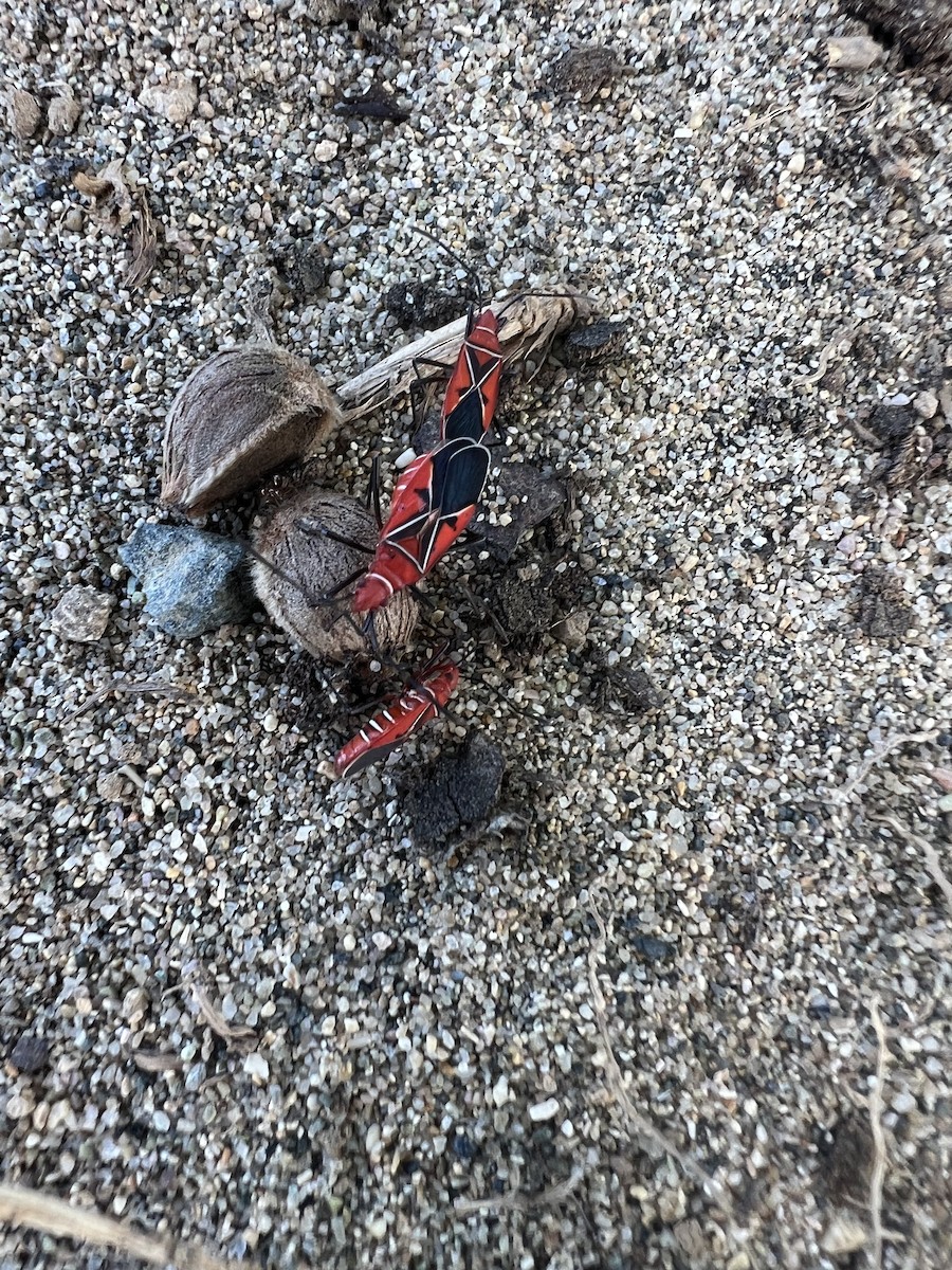 Animals - ML646114971