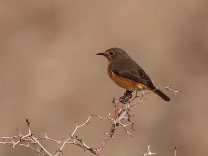 Moussier's Redstart - ML646114972