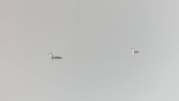 Red-throated Loon - ML646114982