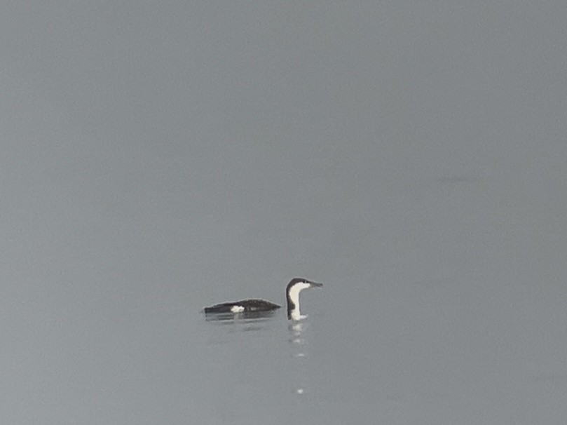 Red-throated Loon - ML646114983