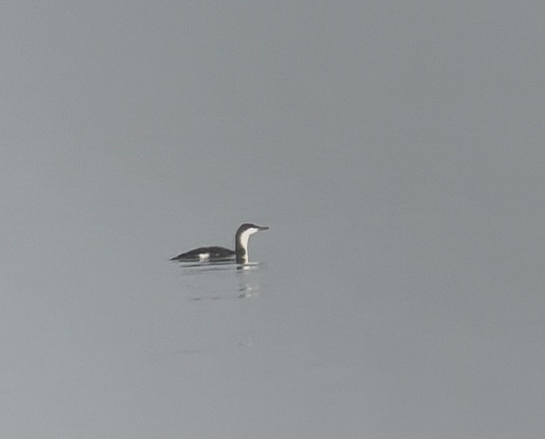 Red-throated Loon - ML646114984