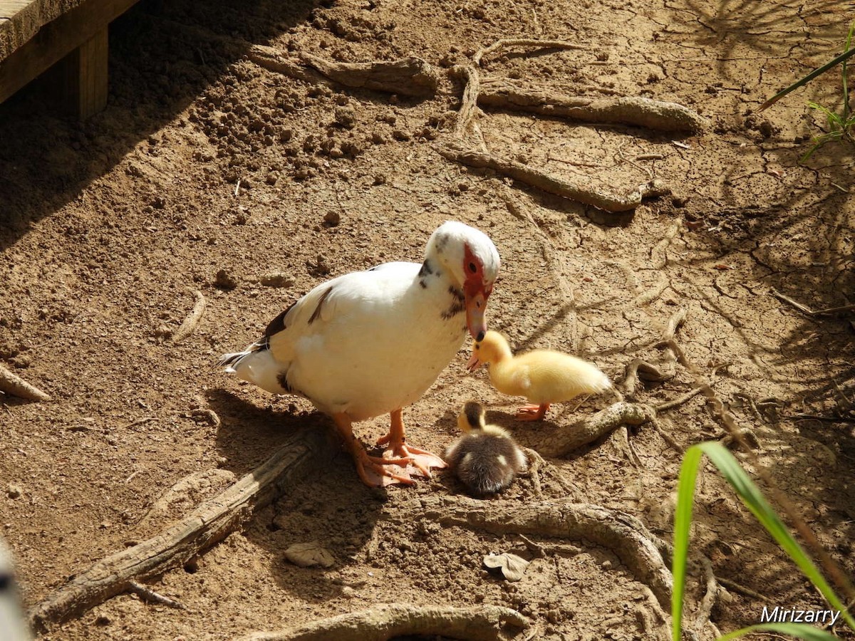 Muscovy Duck (Domestic type) - ML646114992