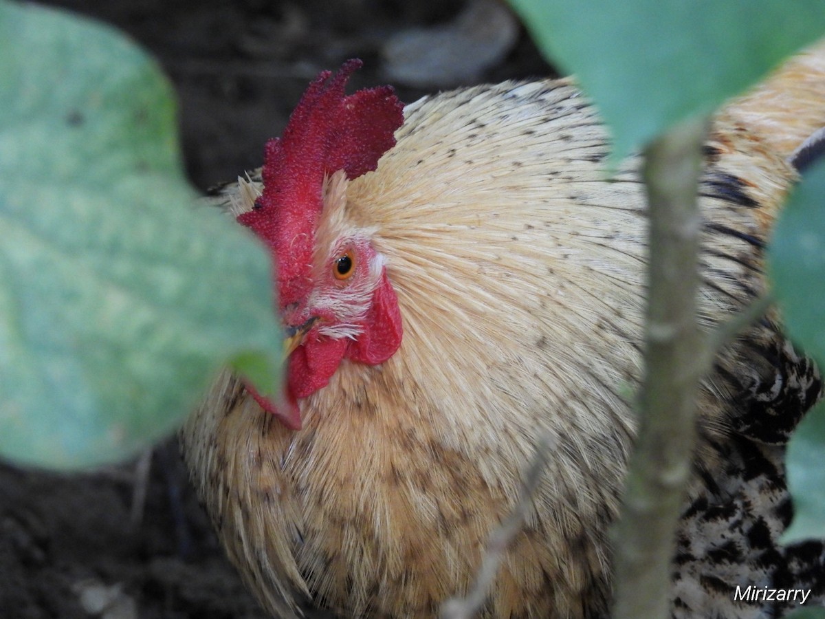 Red Junglefowl (Domestic type) - ML646115001