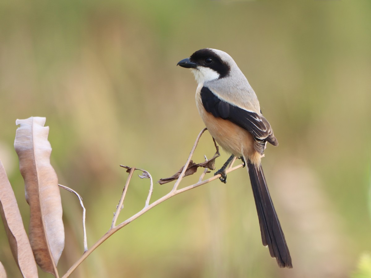 Сорокопуд довгохвостий - ML646115004