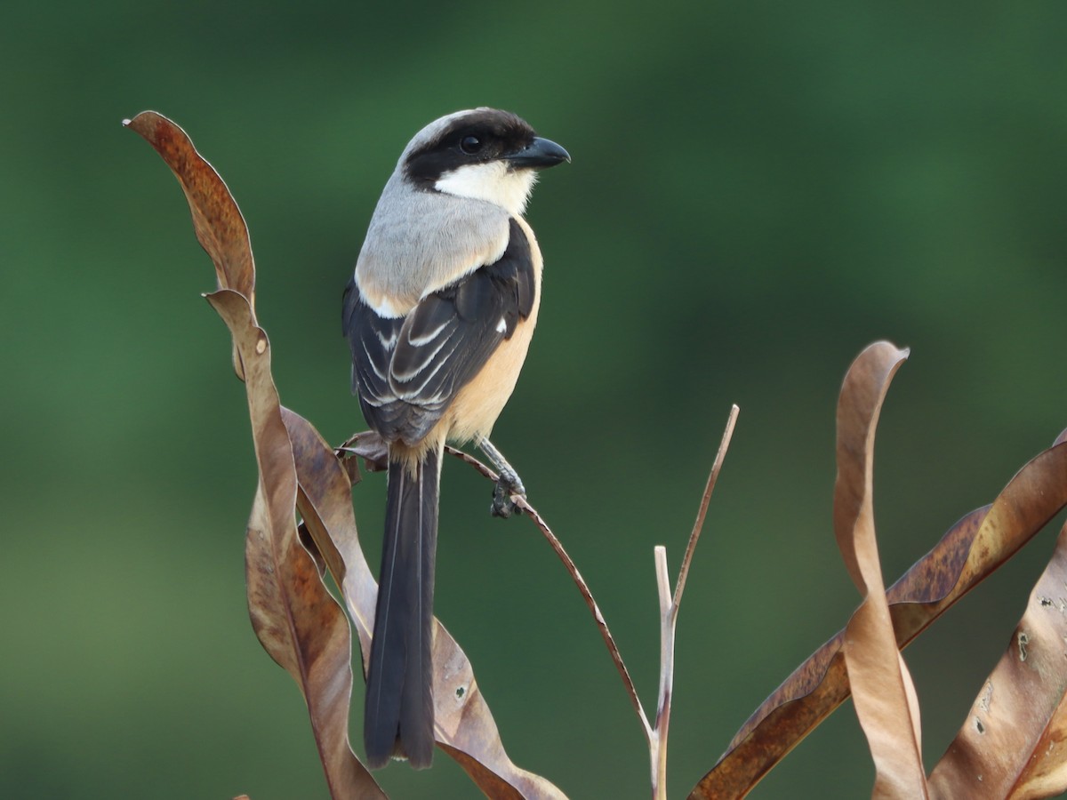 Сорокопуд довгохвостий - ML646115005