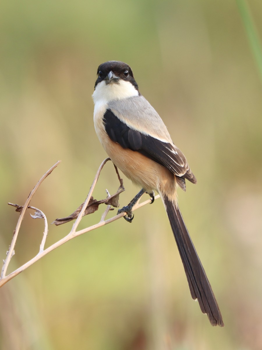 Сорокопуд довгохвостий - ML646115006