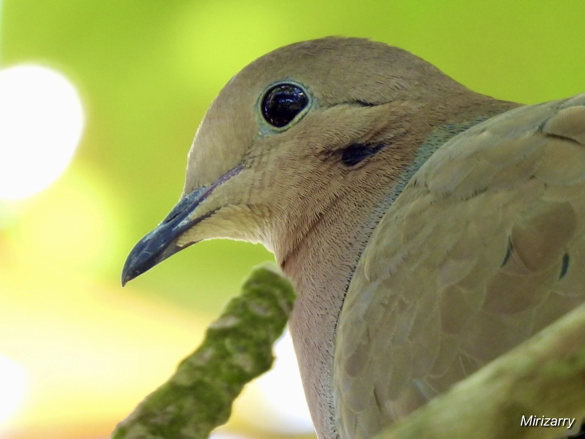 Eurasian Collared-Dove - ML646115008