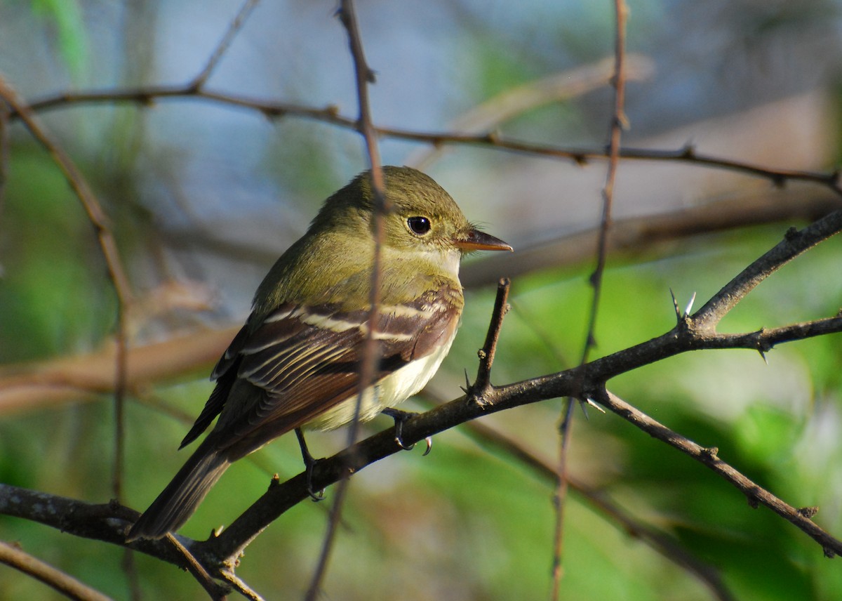 Buchenschnäppertyrann - ML646115009