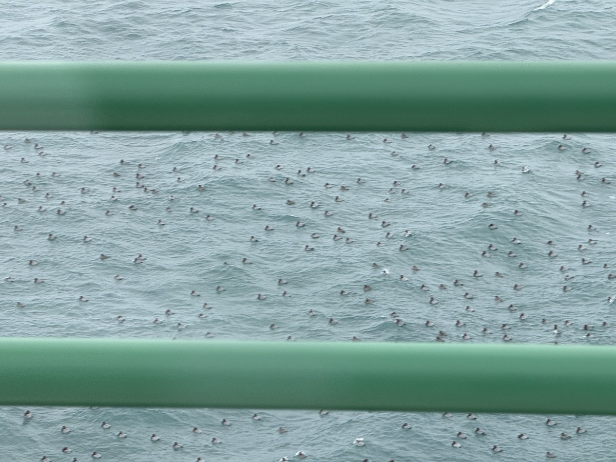 Redhead - ML646115010