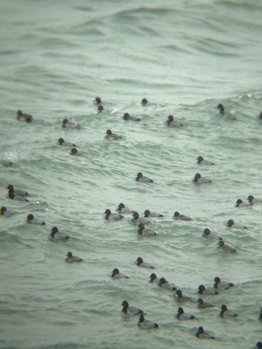 Redhead - ML646115011