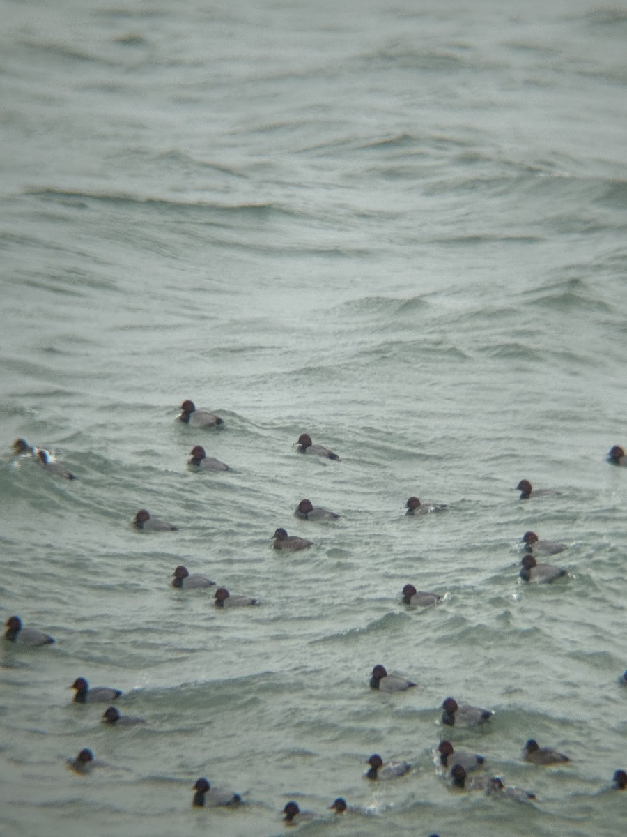 Redhead - ML646115012