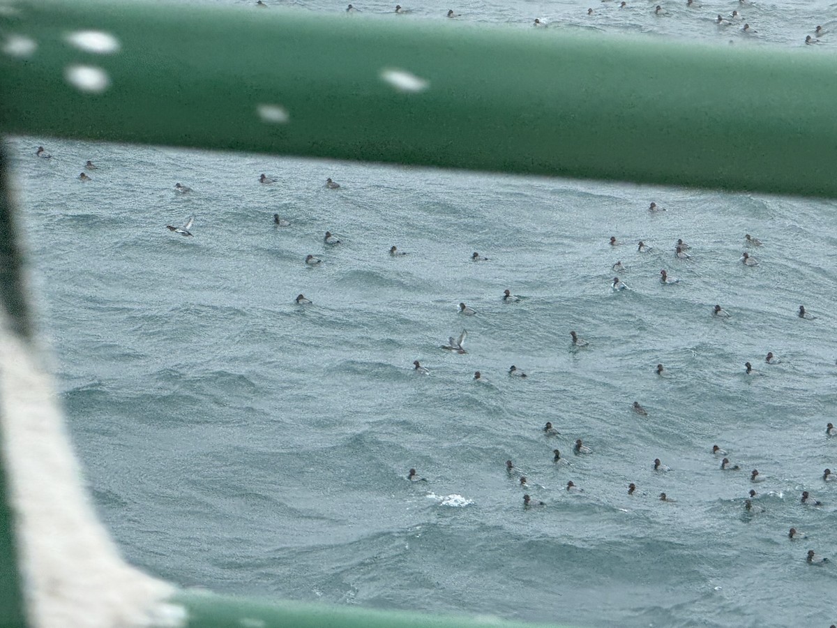 Redhead - ML646115014