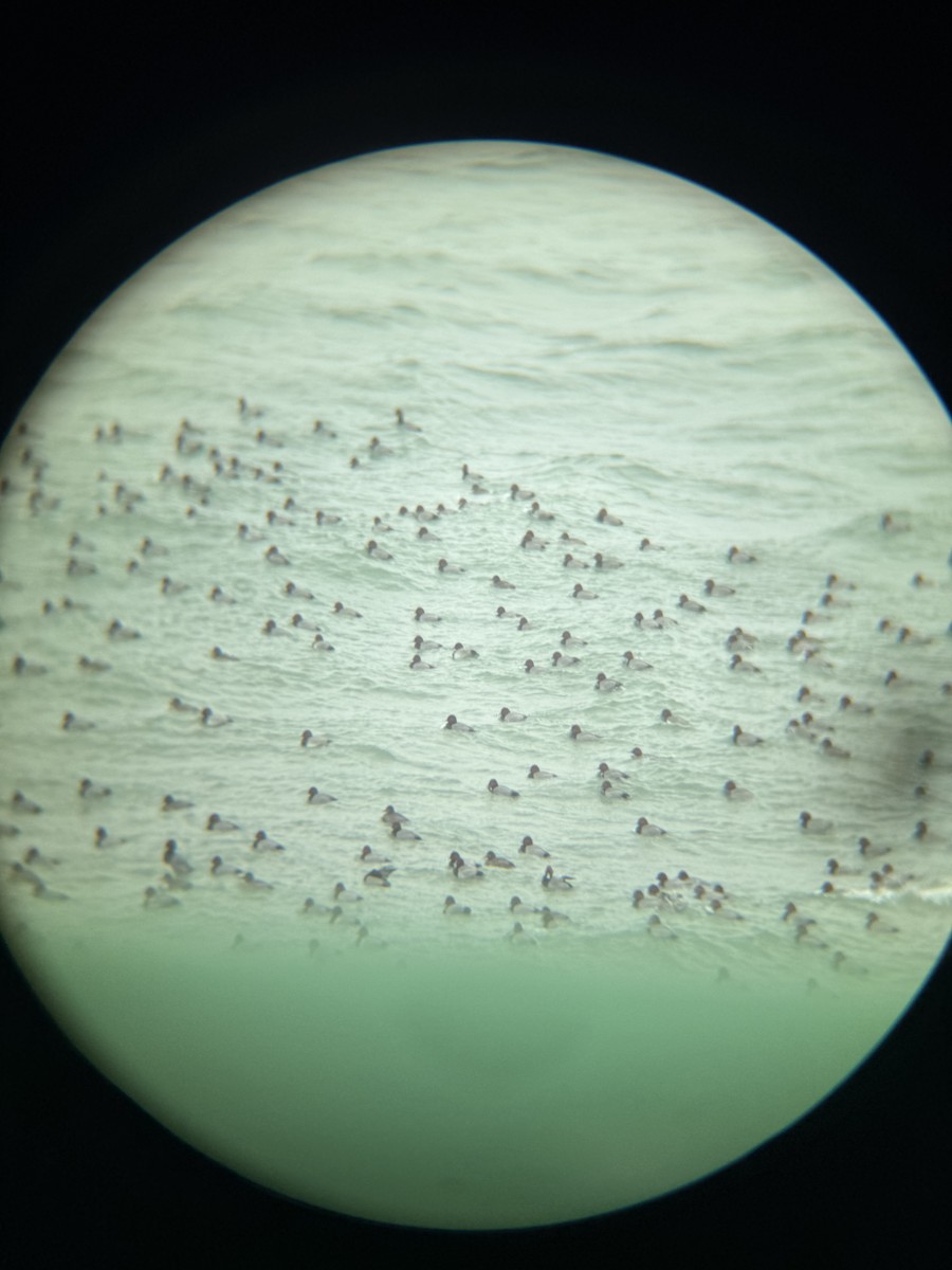 Redhead - ML646115015