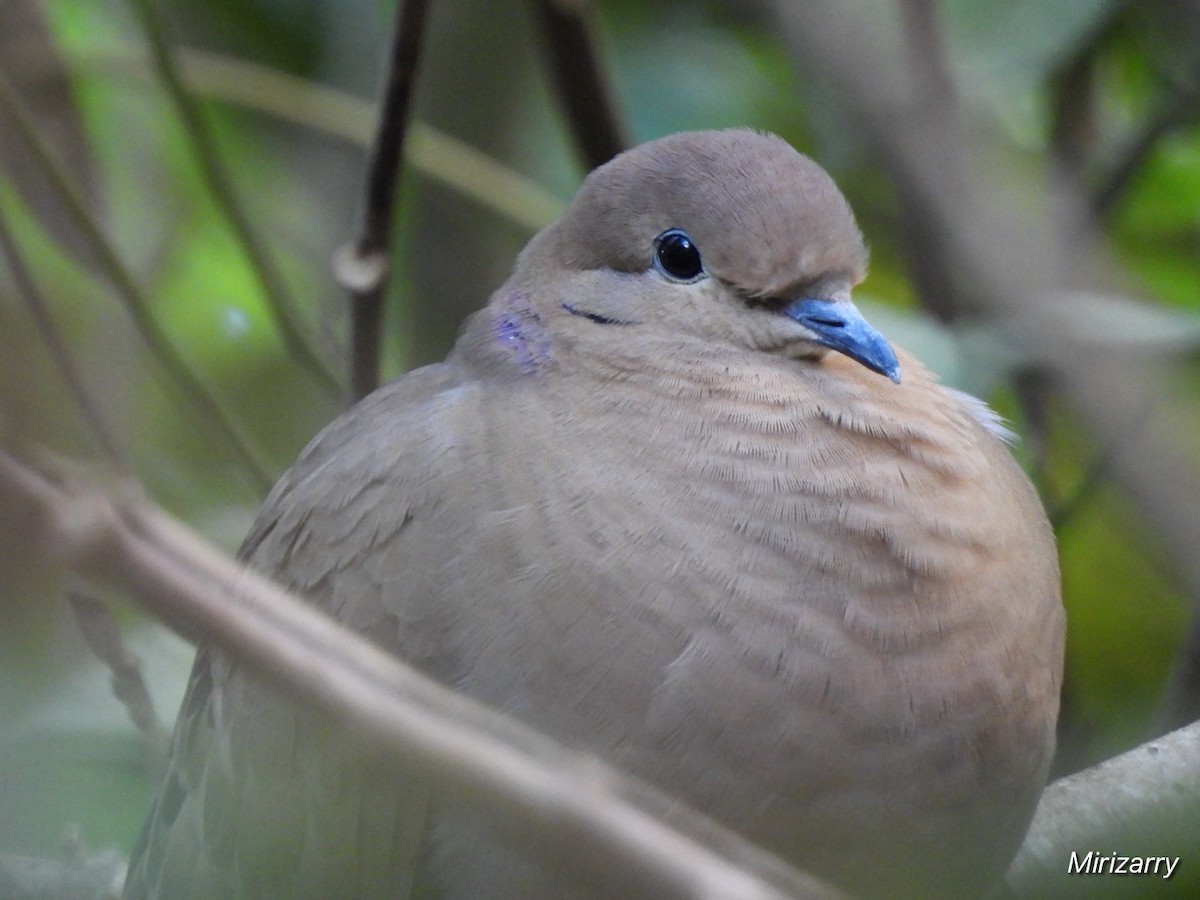 Zenaida Dove - ML646115016